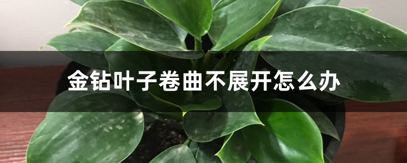金钻叶子卷曲不展开怎么办 金钻叶子卷曲不展开怎么办