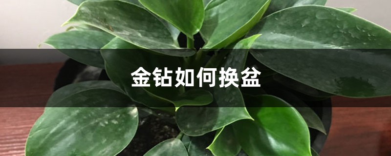 金钻如何换盆 金钻如何换盆
