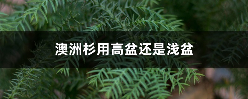 澳洲杉用高盆还是浅盆 澳洲杉用高盆还是浅盆