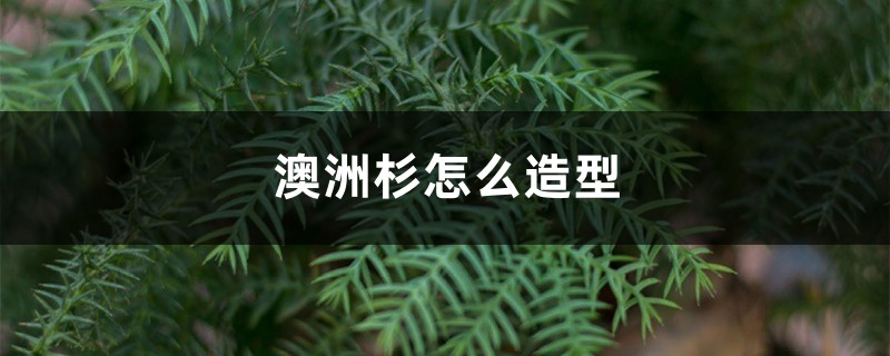 澳洲杉怎么造型 澳洲杉怎么造型