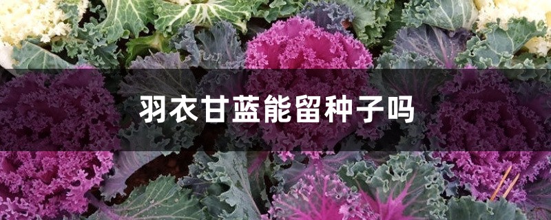 羽衣甘蓝能留种子吗 羽衣甘蓝能留种子吗