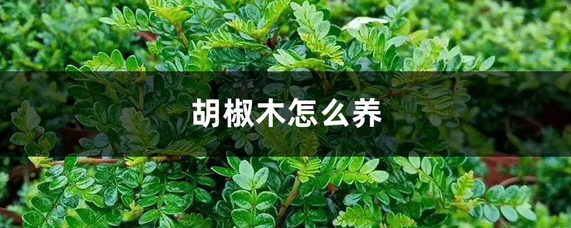 胡椒木怎么养 胡椒木怎么养
