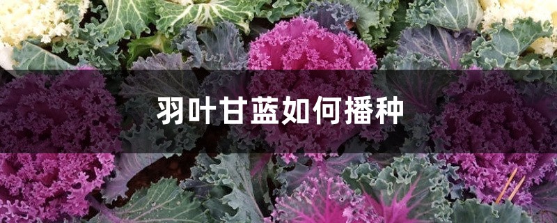 羽叶甘蓝如何播种 羽叶甘蓝如何播种
