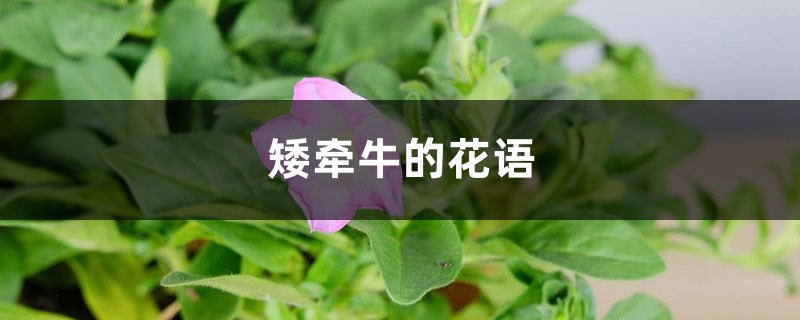 矮牵牛的花语 矮牵牛的花语