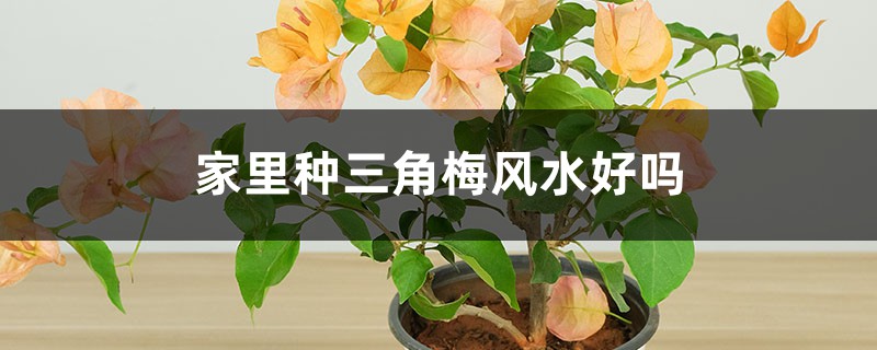 家里种三角梅风水好吗 家里种三角梅风水好吗