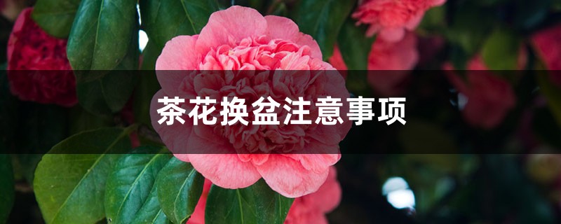 茶花换盆注意事项 茶花换盆注意事项
