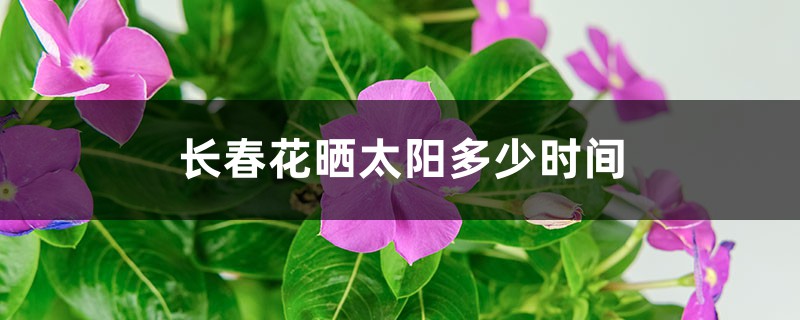 长春花晒太阳多少时间 长春花晒太阳多少时间