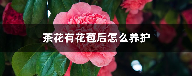 茶花有花苞后怎么养护 茶花有花苞后怎么养护