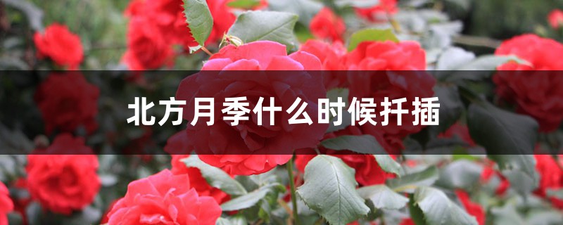 北方月季什么时候扦插 北方月季什么时候扦插