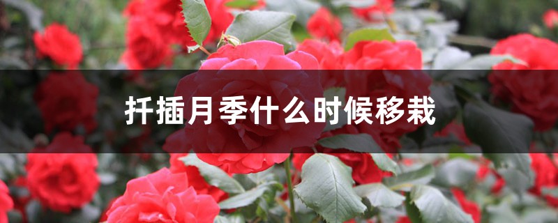 扦插月季什么时候移栽 扦插月季什么时候移栽