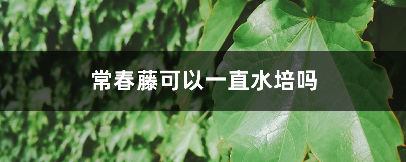 常春藤可以一直水培吗 常春藤可以一直水培吗