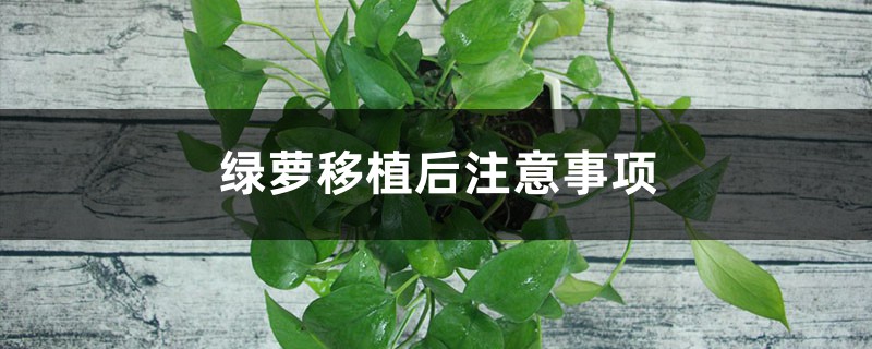 绿萝移植后注意事项 绿萝移植后注意事项