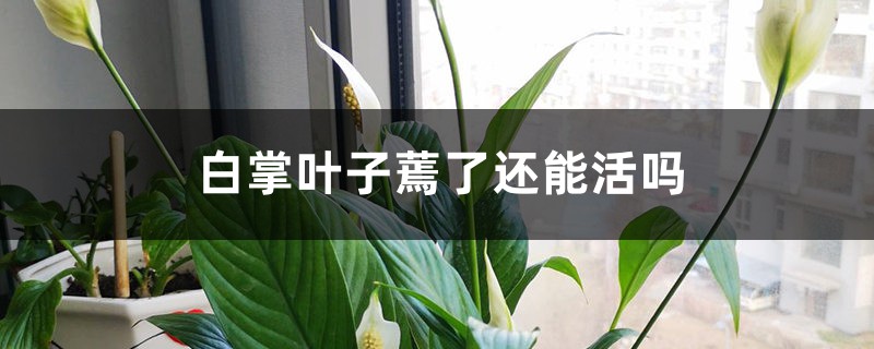 白掌叶子蔫了还能活吗 白掌叶子蔫了还能活吗