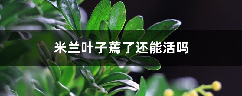 米兰叶子蔫了还能活吗 米兰叶子蔫了还能活吗