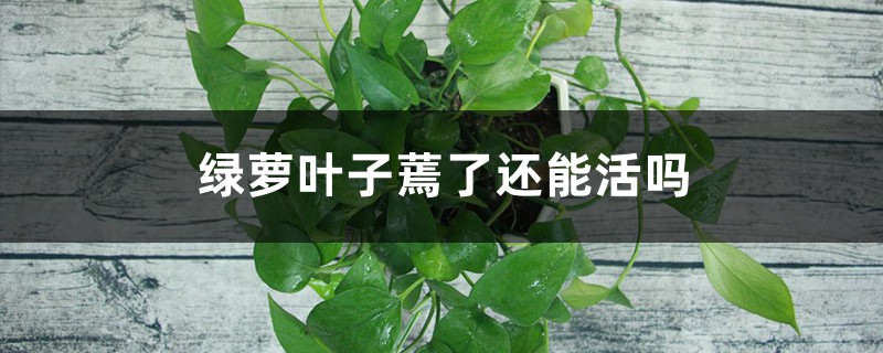 绿萝叶子蔫了还能活吗 绿萝叶子蔫了还能活吗