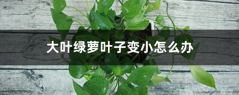 大叶绿萝叶子变小怎么办 大叶绿萝叶子变小怎么办