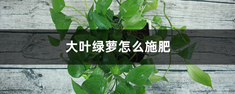 大叶绿萝怎么施肥 大叶绿萝怎么施肥