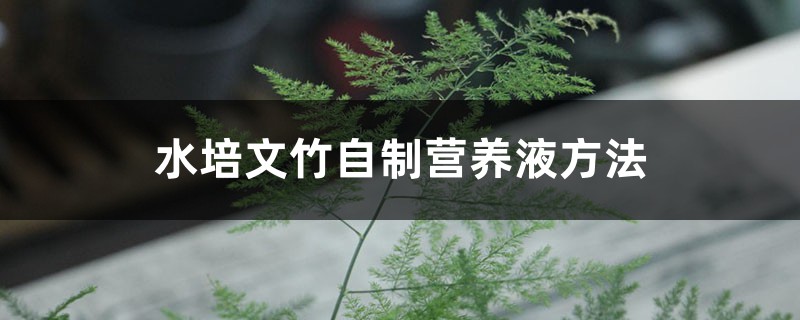水培文竹自制营养液方法 水培文竹自制营养液方法