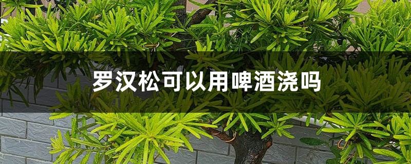 罗汉松可以用啤酒浇吗 罗汉松可以用啤酒浇吗