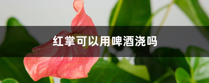红掌可以用啤酒浇吗 红掌可以用啤酒浇吗
