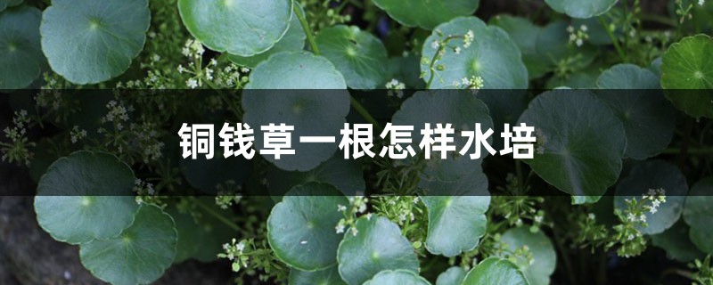 铜钱草一根怎样水培 铜钱草一根怎样水培