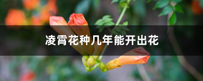 凌霄花种几年能开出花 凌霄花种几年能开出花