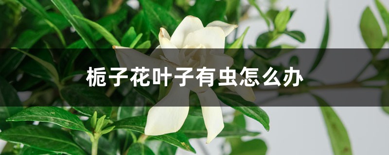 栀子花叶子有虫怎么办 栀子花叶子有虫怎么办
