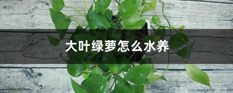 大叶绿萝怎么水养 大叶绿萝怎么水养