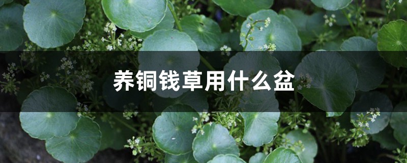 养铜钱草用什么盆 养铜钱草用什么盆