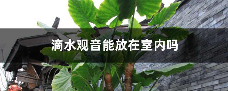 滴水观音能放在室内吗 滴水观音能放在室内吗