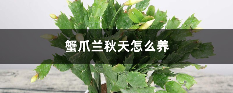 蟹爪兰秋天怎么养
