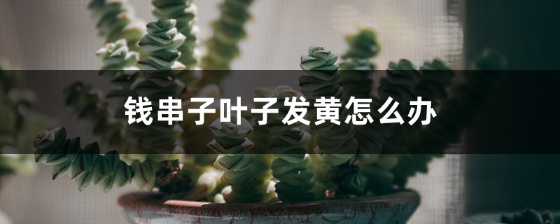 钱串子叶子发黄怎么办 钱串子叶子发黄怎么办