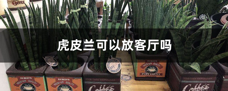 虎皮兰可以放客厅吗 虎皮兰可以放客厅吗