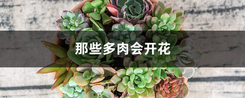 开花好看的多肉有哪些 开花好看的多肉有哪些