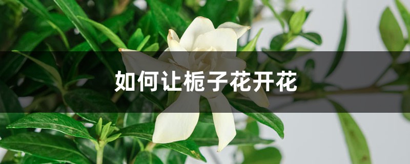 如何让栀子花开花 如何让栀子花开花
