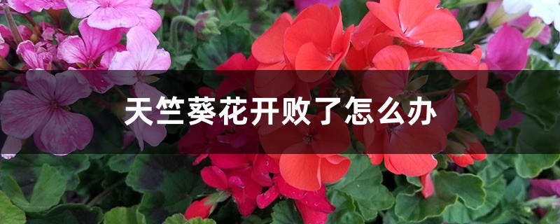 天竺葵花开败了怎么办 天竺葵花开败了怎么办
