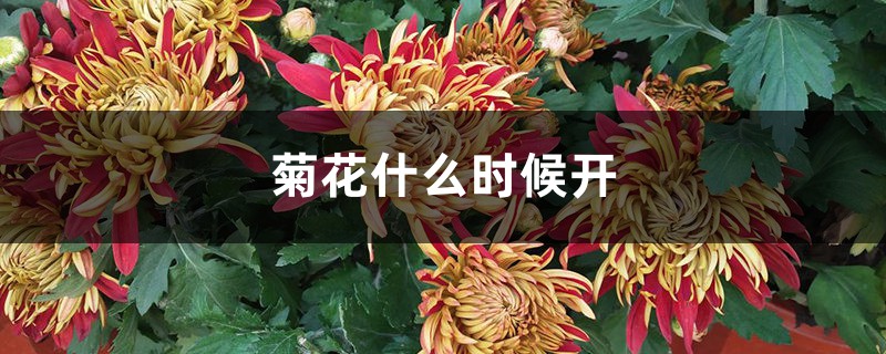 菊花什么时候开 菊花什么时候开