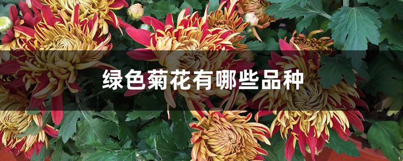 绿色菊花有哪些品种 绿色菊花有哪些品种