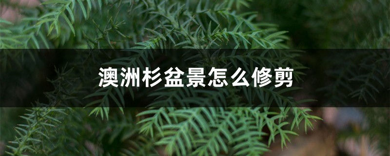 澳洲杉盆景怎么修剪 澳洲杉盆景怎么修剪