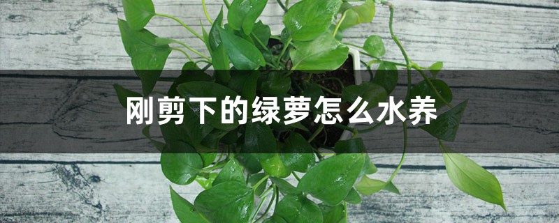 刚剪下的绿萝怎么水养 刚剪下的绿萝怎么水养