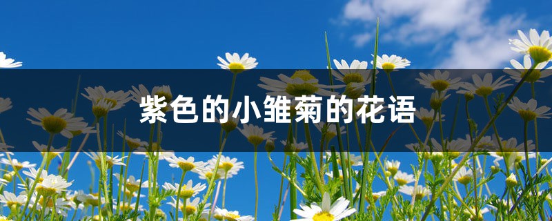 雏菊花语 雏菊花语