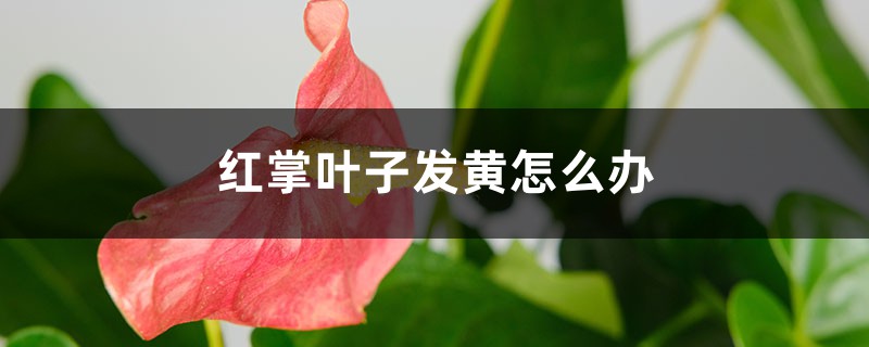 红掌叶子发黄怎么办 红掌叶子发黄怎么办