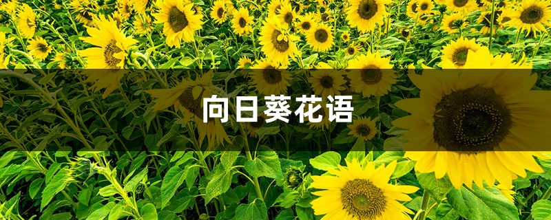 向日葵花语 向日葵花语