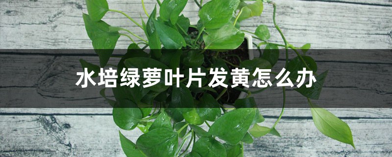 水培绿萝叶片发黄怎么办 水培绿萝叶片发黄怎么办