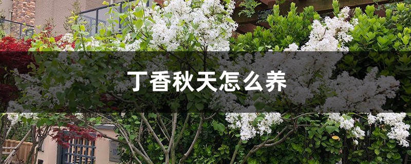 丁香秋天怎么养 丁香秋天怎么养