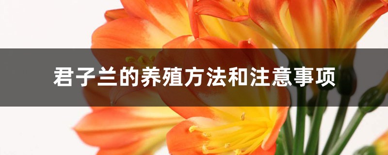 君子兰的养殖方法和注意事项 君子兰的养殖方法和注意事项