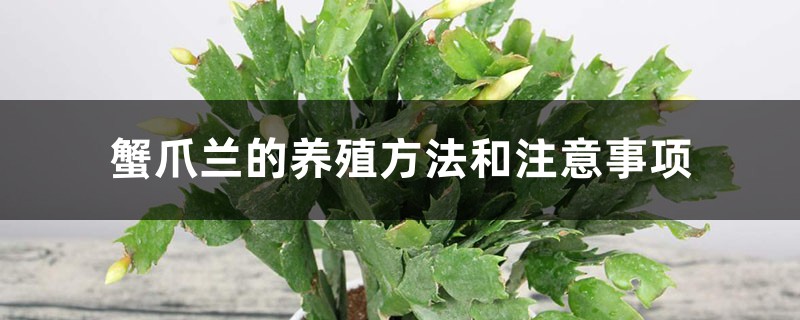 蟹爪兰的养殖方法和注意事项 蟹爪兰的养殖方法和注意事项