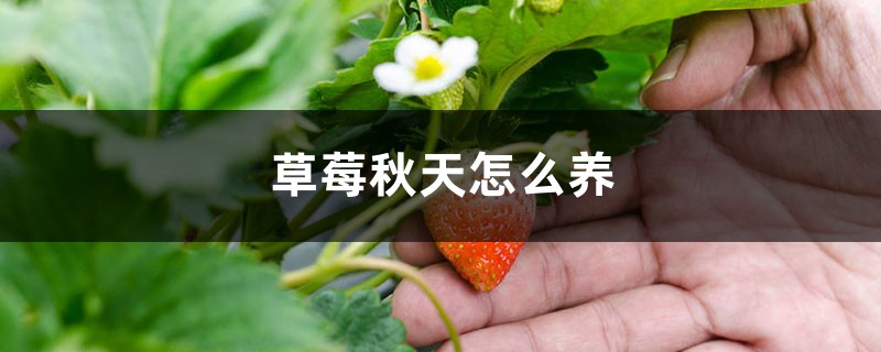 草莓秋天怎么养 草莓秋天怎么养