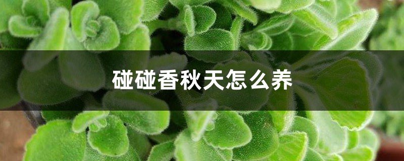 碰碰香秋天怎么养 碰碰香秋天怎么养