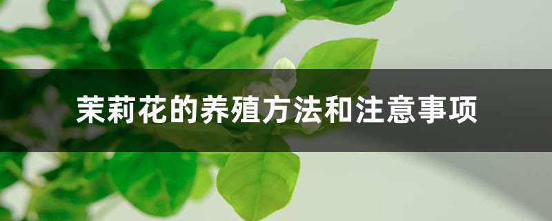 茉莉花的养殖方法和注意事项 茉莉花的养殖方法和注意事项